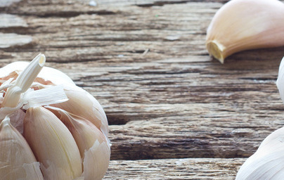 Česen (Allium sativum)